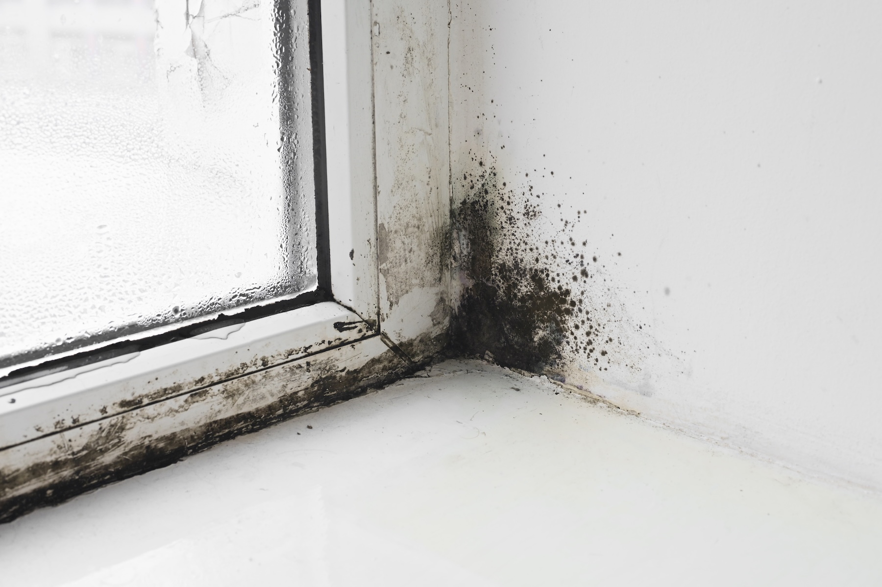 Black mold growth around a commercial window in Portland