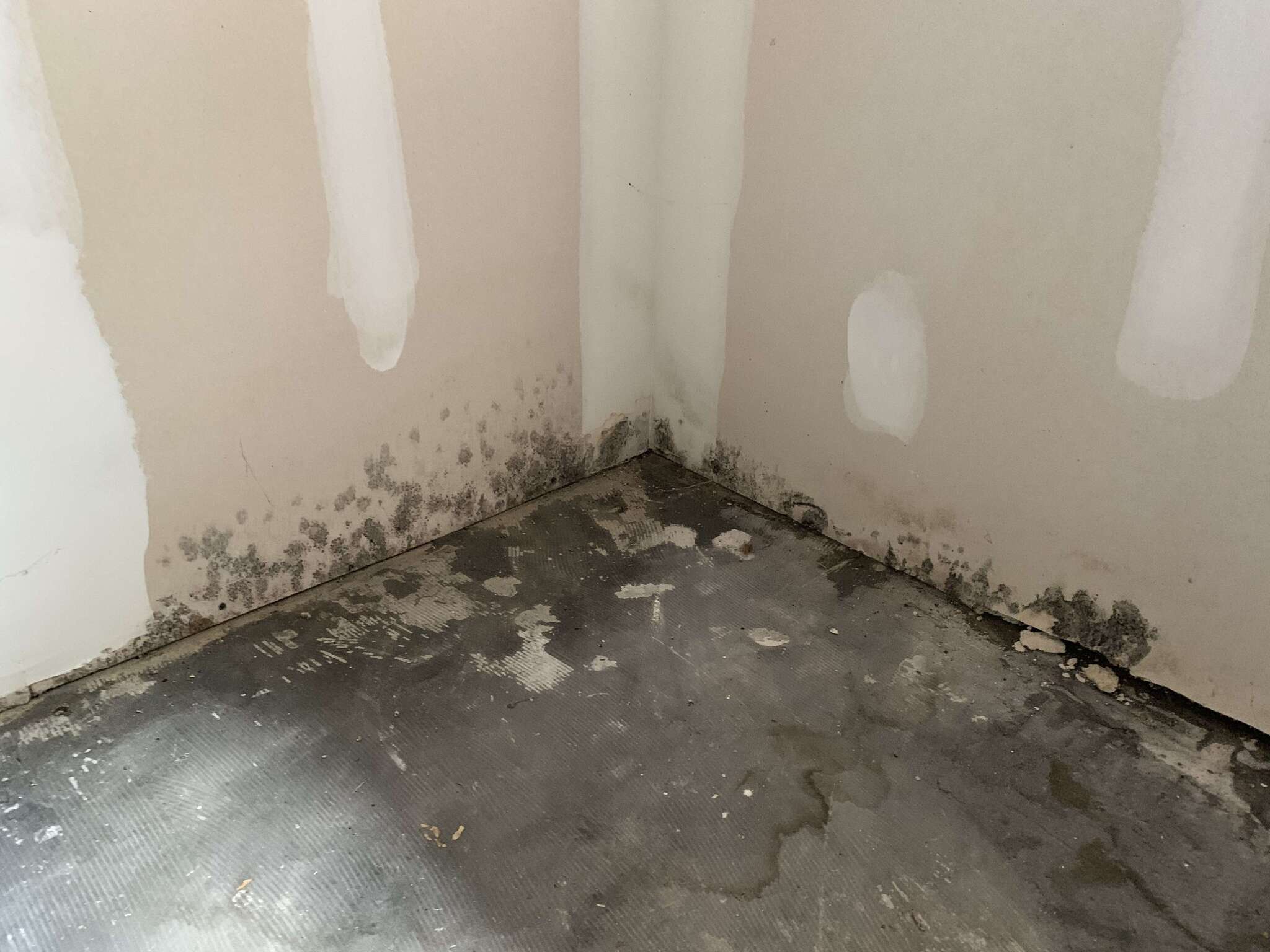 Mold growth on wall and floor corner in a Portland home