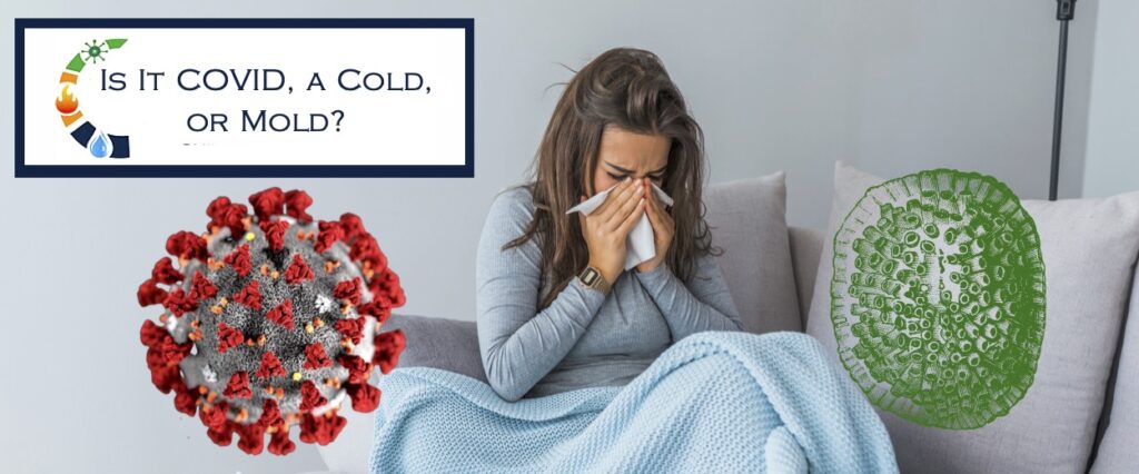 Wondering If It's COVID, a cold, or mold? - Independent Restoration Services