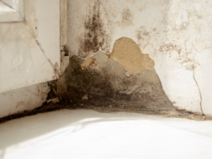 Mold-Remediation-in-Nashville-TN.png Independent Restoration Services